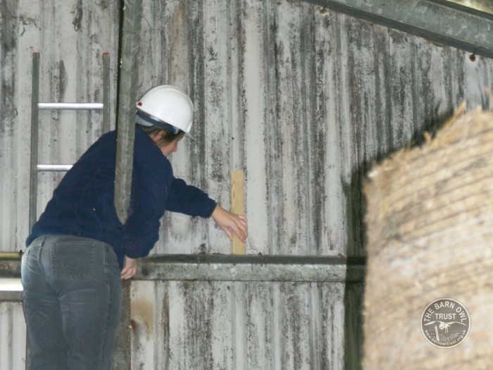 Indoor Barn Owl Nestbox Erection 11