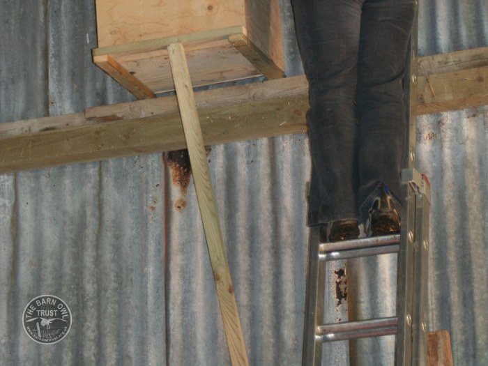 Indoor Barn Owl Nestbox Erection 23