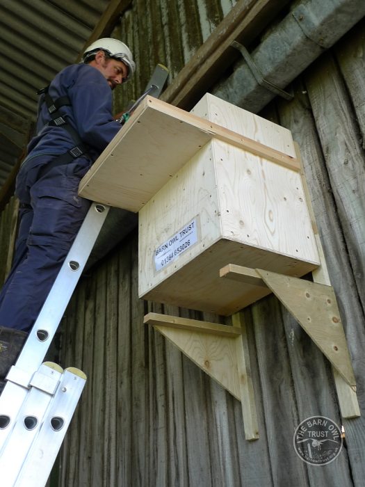 Indoor Barn Owl Nestbox Erection 26