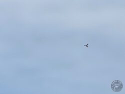 Kestrel hovering over airstrip