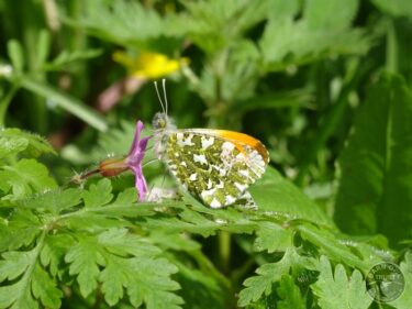 Orange Tip Butterfly