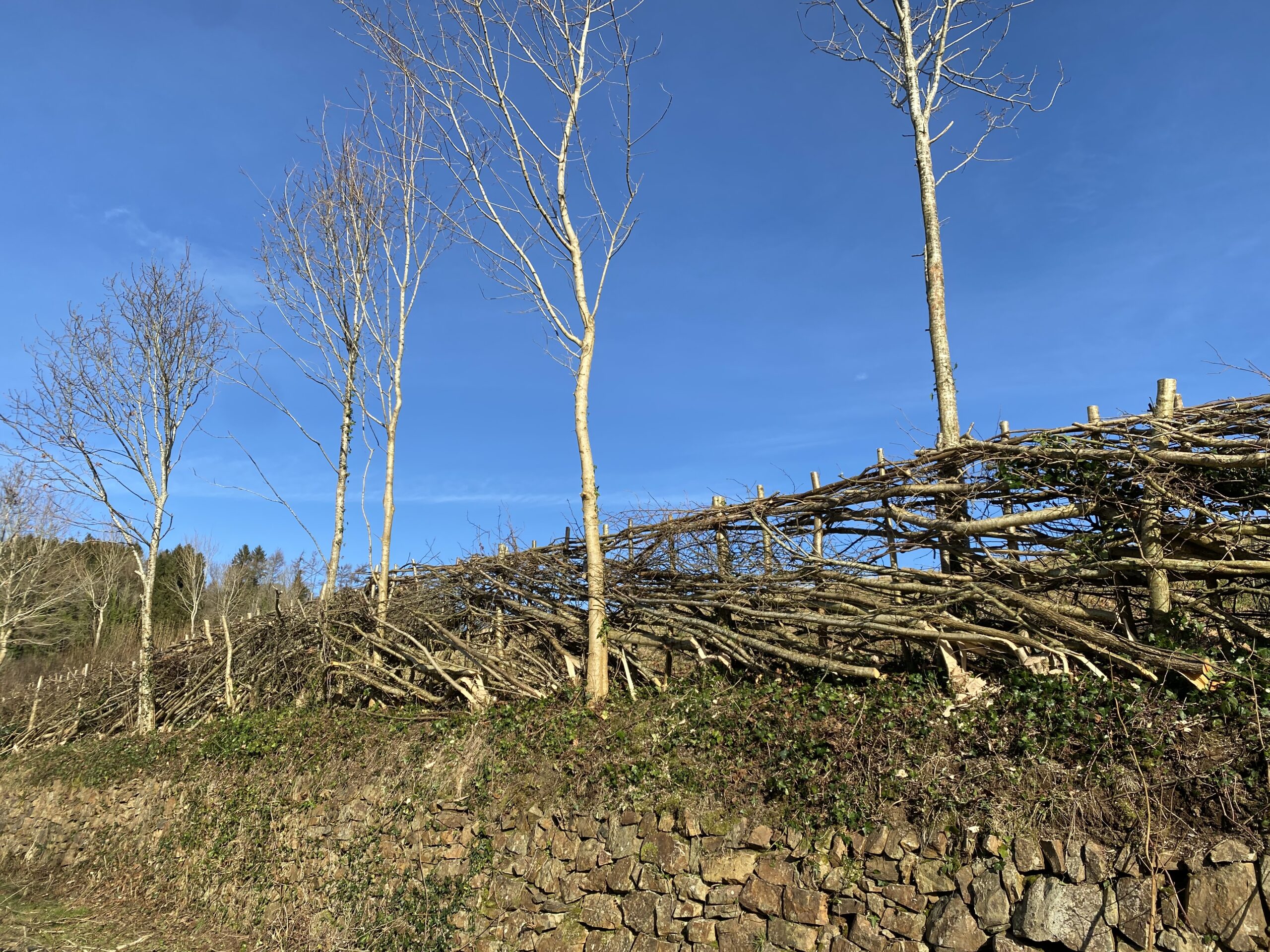 Llp south of england hedgelaying 2 [harry hingston] 160124 (a)