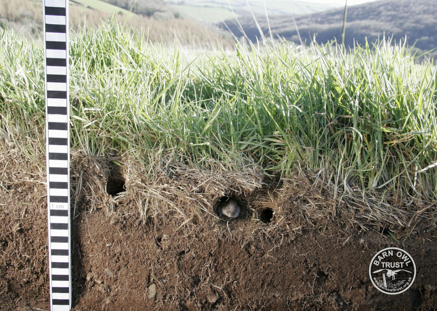 Litter layer field vole rough grass highres 8 kevin keatley 050406 cp scaled 1 small