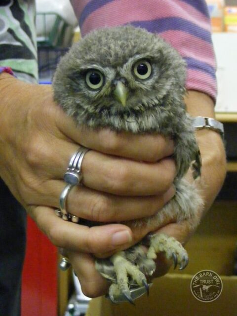 How to find a good owl rehabilitator - The Barn Owl Trust