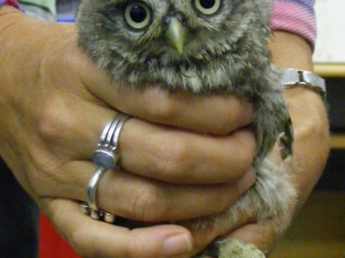 How to find a good owl rehabilitator - The Barn Owl Trust