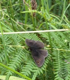 Meadow brown 02