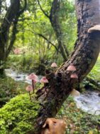 Mushrooms in the woods.