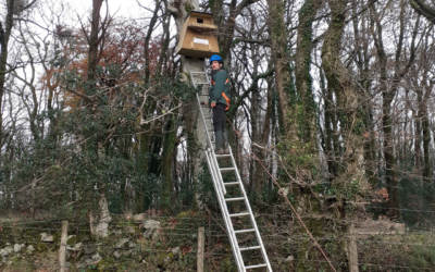 Nestbox Occupancy Research Project – Update Dec 2024