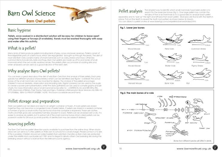 Barn Owl conservation: Science educational resources - The Barn Owl Trust