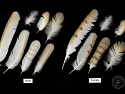 horned owl feather identification
