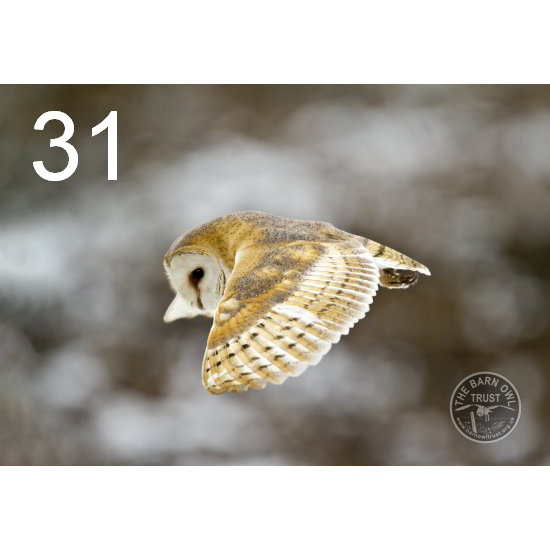 34+ Owl Christmas Cards 2021