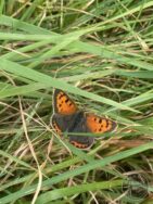 Small Copper