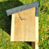 Small bird box side