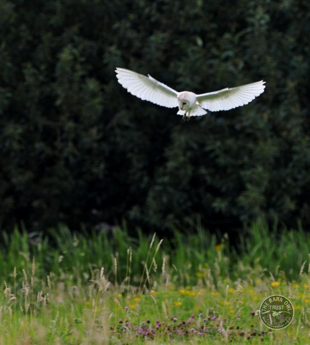 UK Owl Species Barn Owl Craig Jones