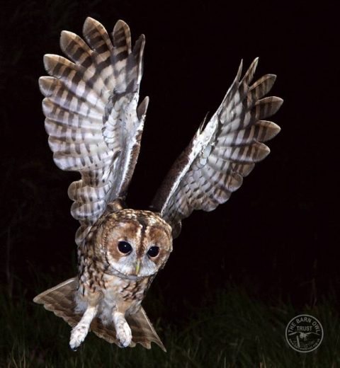 UK Owl species - photos - The Barn Owl Trust