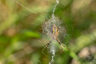 Wasp spider - Steve Crane