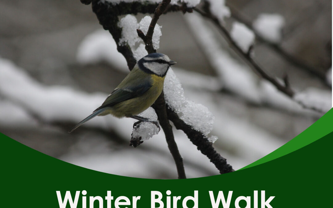 Winter bird walk 3