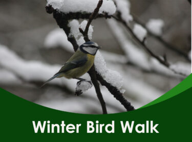 Winter bird walk 3