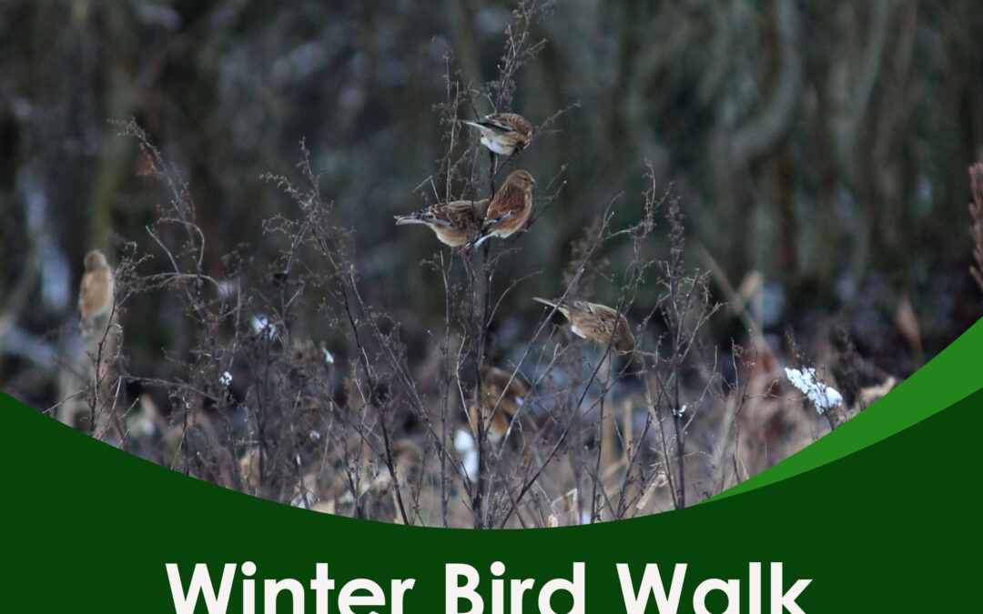 Winter bird walk 4