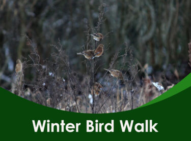 Winter bird walk 4