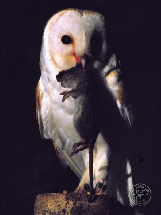 Background to the rat poison problem - The Barn Owl Trust