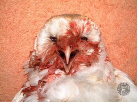 Background to the rat poison problem - The Barn Owl Trust