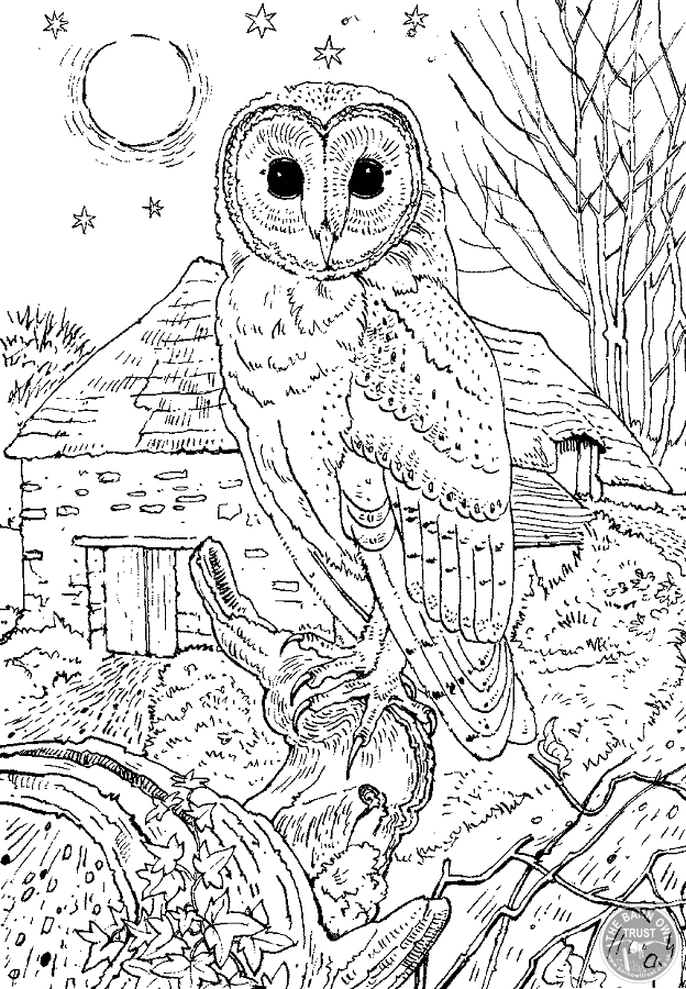 owl coloring printable