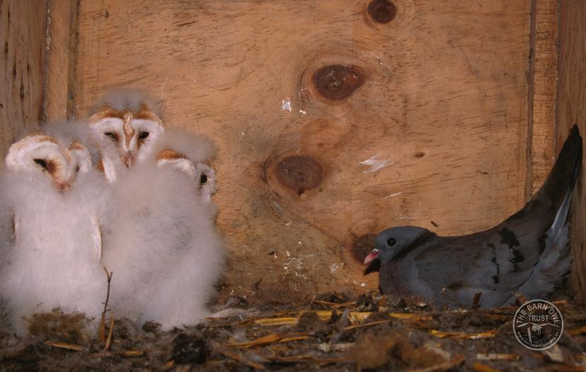 Barn Owl Nestlings Kevin Keatley