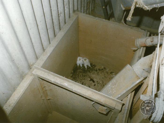 Barn Owl Nestlings