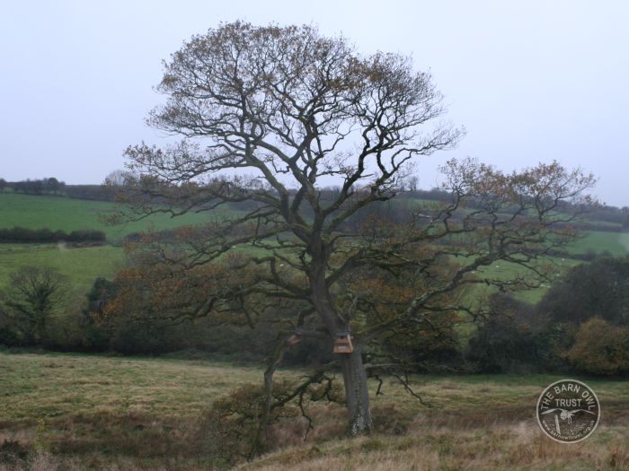 Choosing Right Tree For Nestbox 16