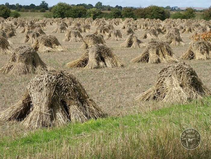 Good Barn Owl Habitat 17