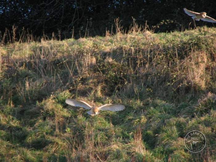 Good Barn Owl Habitat