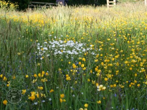 The Lennon Legacy Project wildlife haven - The Barn Owl Trust