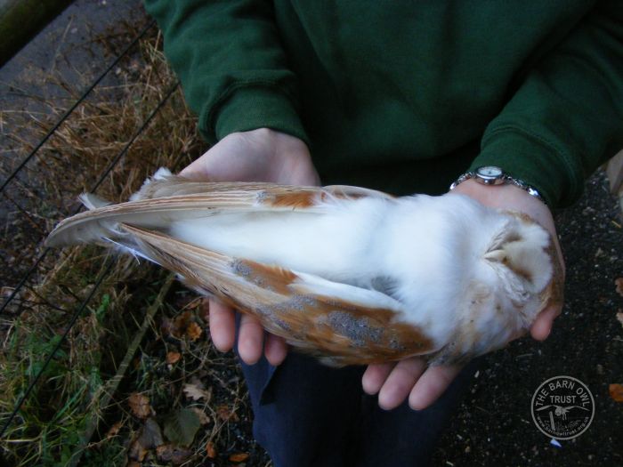 41 Best Pictures What Eats A Barn Owl - Barn Owl Facts Naturemapping
