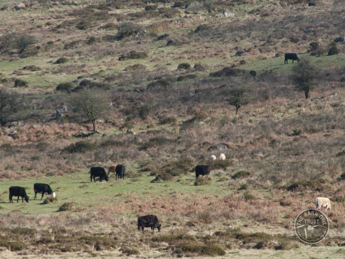 Manage land rough grazing