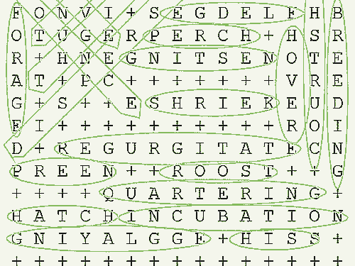 owl wordsearch barn owl behaviour the barn owl trust