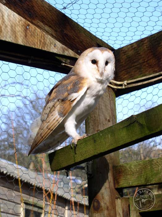 Photo Gallery Of Owls In Our Sanctuary The Barn Owl Trust 