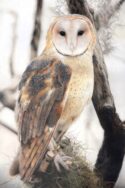 Pastel print north american barn owl alex fleming