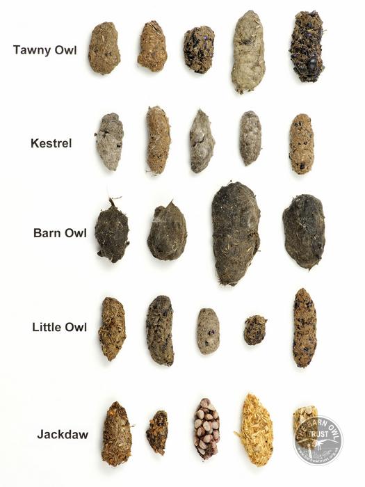 Owl pellet identification