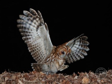 Tawny Owl Nestboxes Flying Dark Stephen Powles