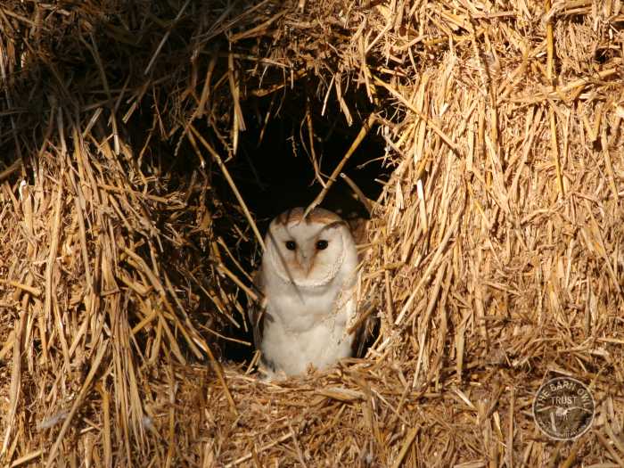 Barn Owl Habitat For Kids