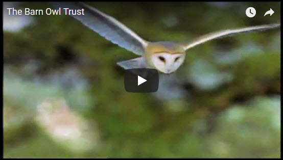 Barn Owl Videos The Barn Owl Trust