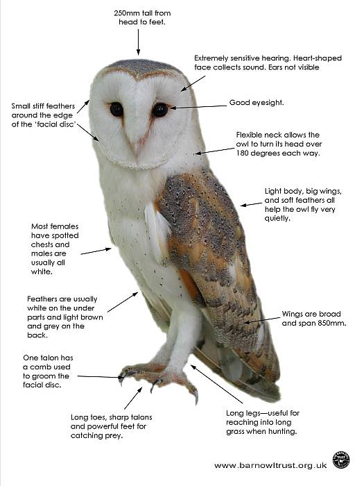  Barn Owl Facts The Barn Owl Trust